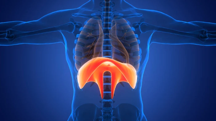 Diaphragm Muscles