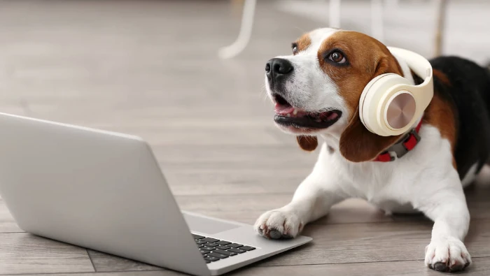 Dog listening to headphones
